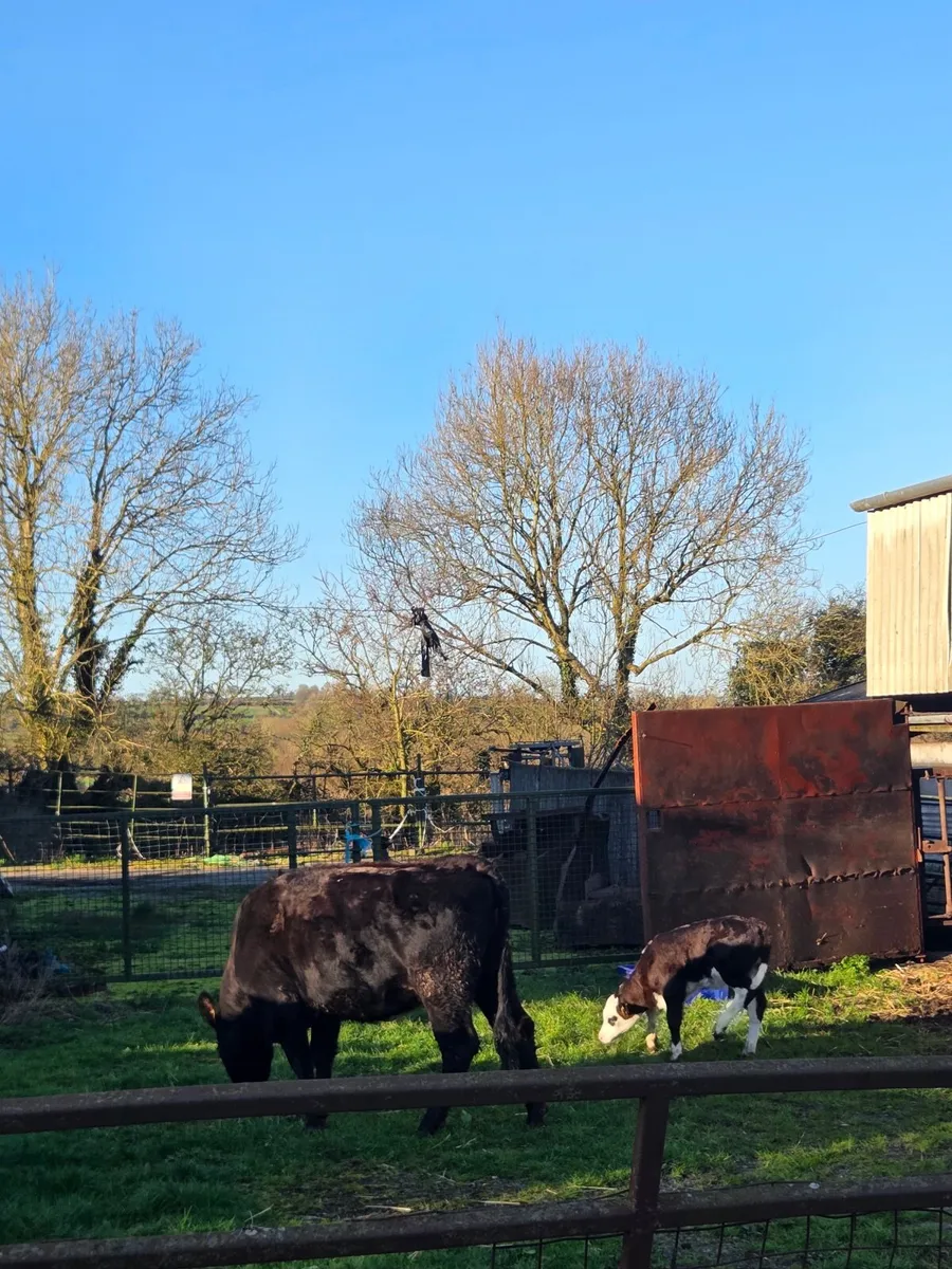Aubrac Heifer and Calf - Image 3