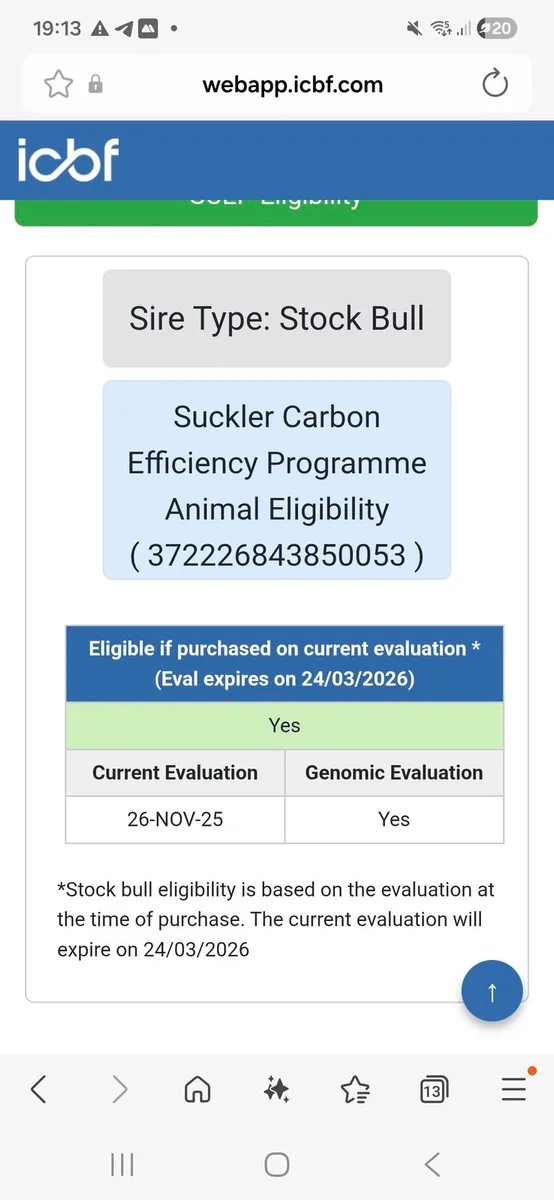 Pedigree Registered Shorthorn Bull - Image 4