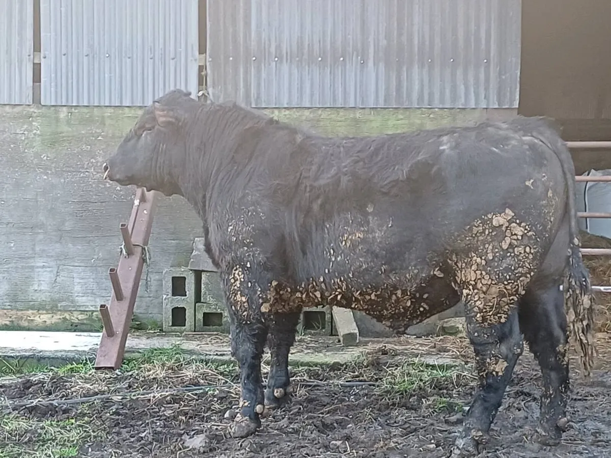 Angus Bull - Image 2