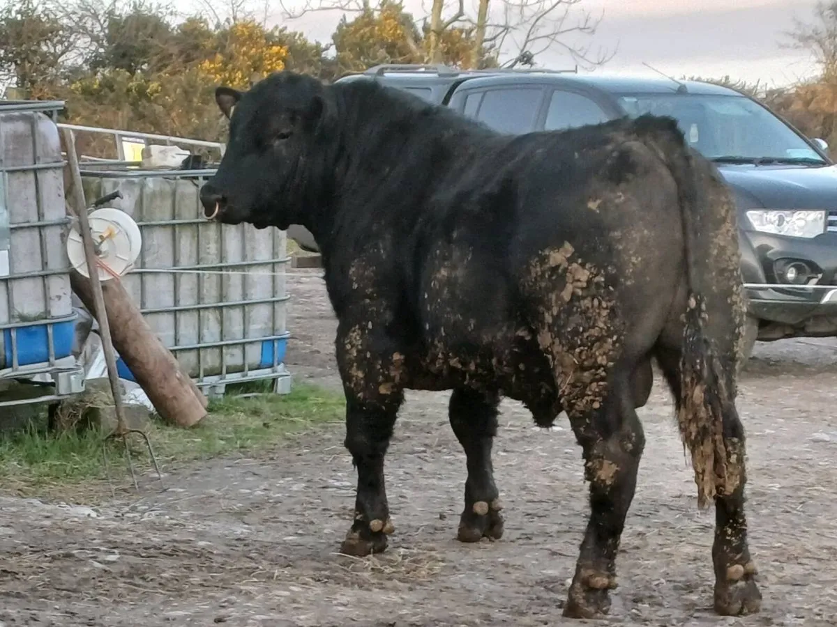 Angus Bull - Image 4