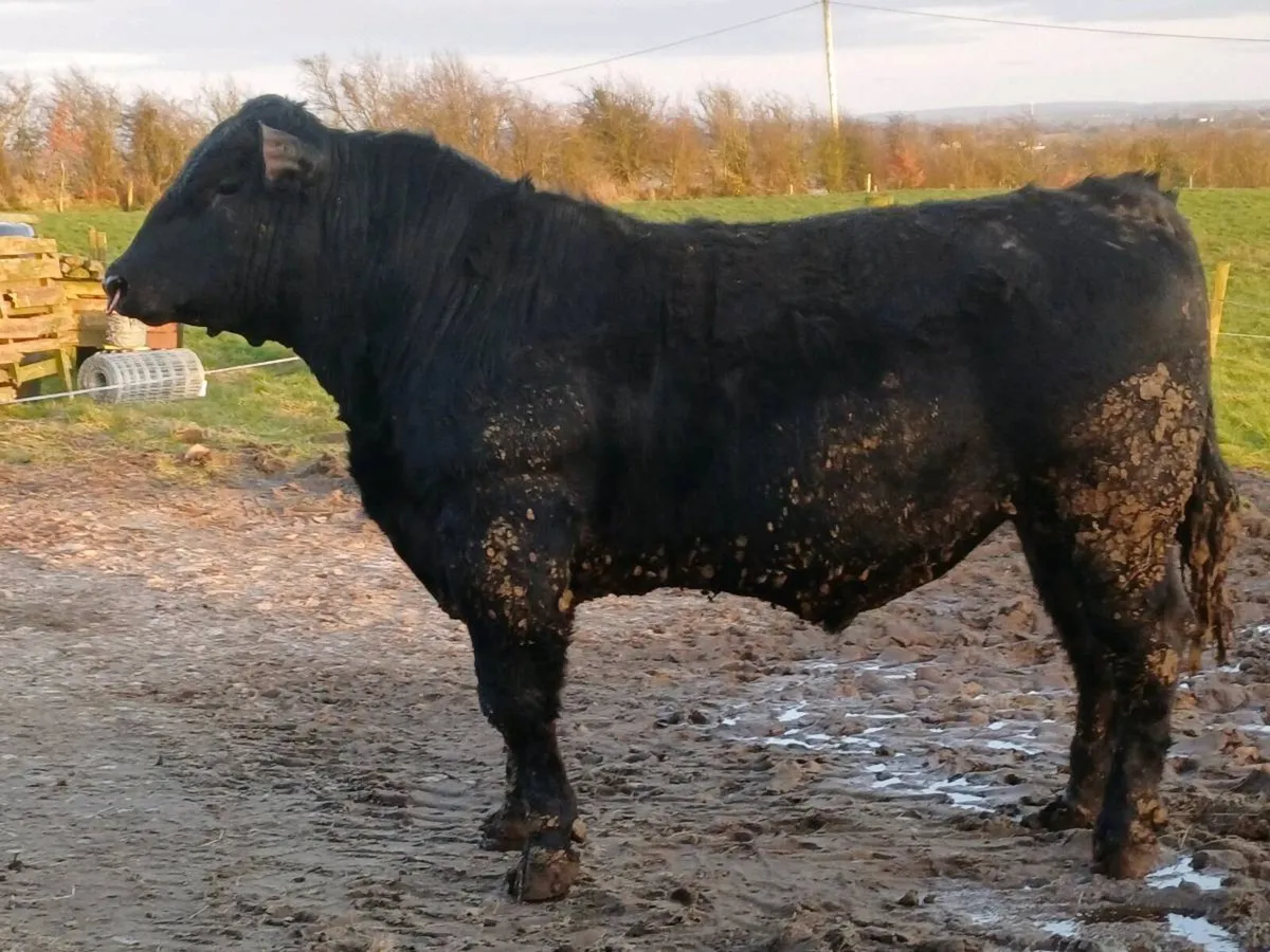 Angus Bull - Image 1