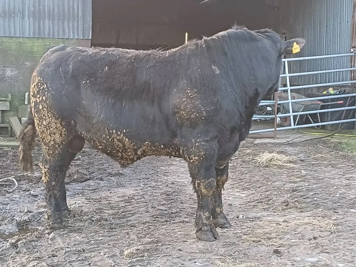 Angus Bull - Image 3