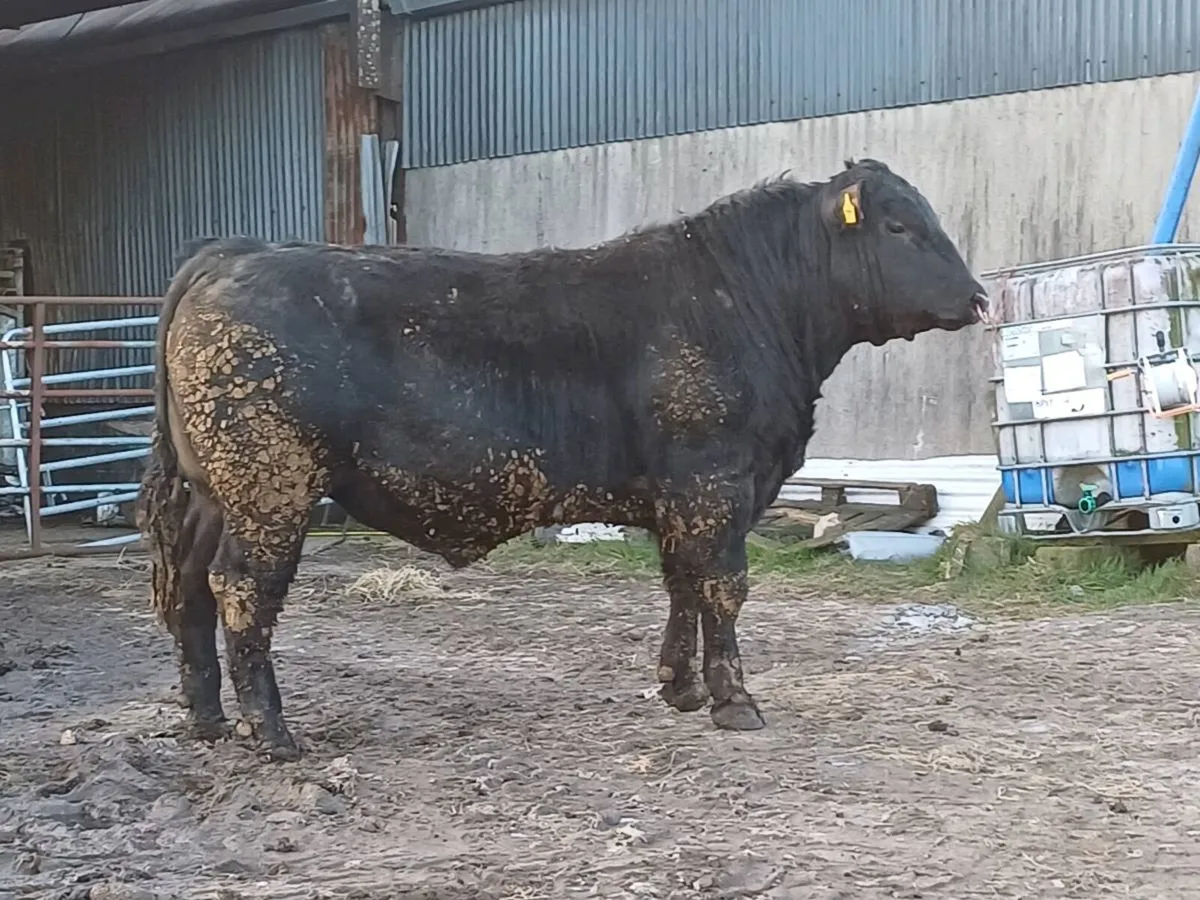 Angus Bull - Image 1