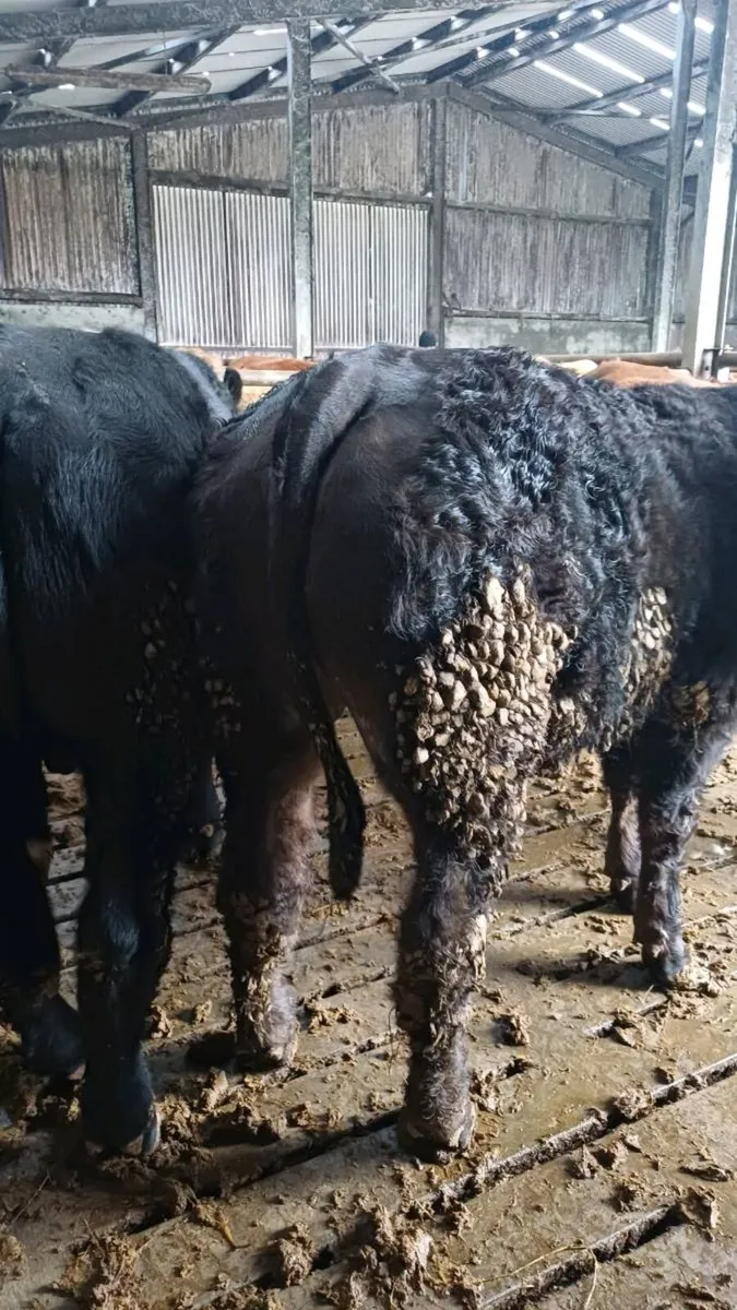 Store bullocks for ballinasloe mart - Image 3