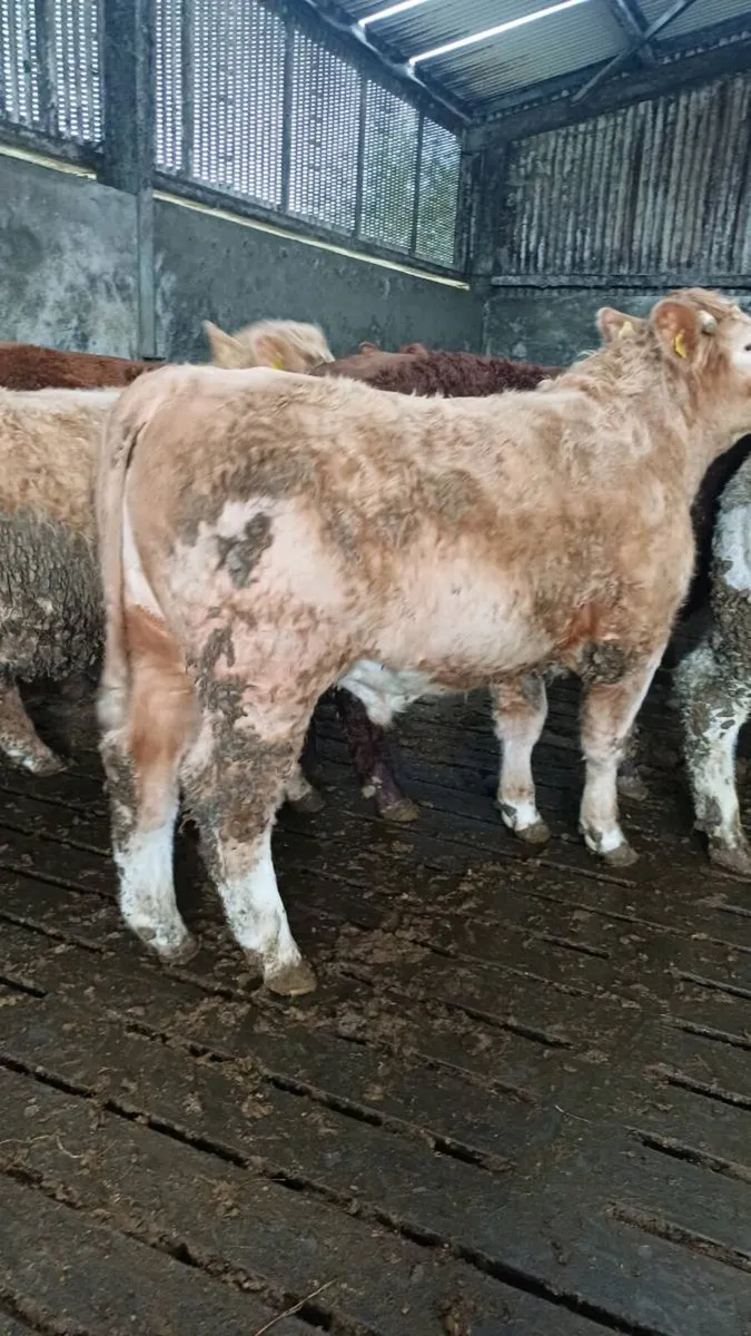 Store bullocks for ballinasloe mart - Image 4