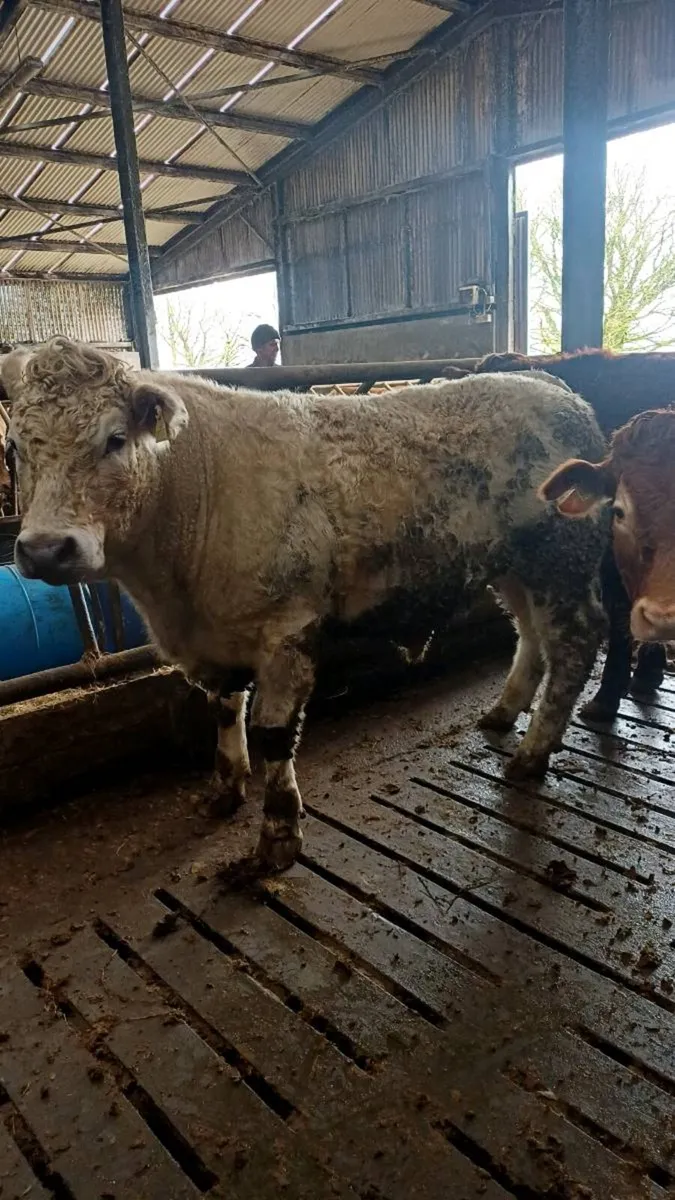 Store bullocks for ballinasloe mart - Image 1