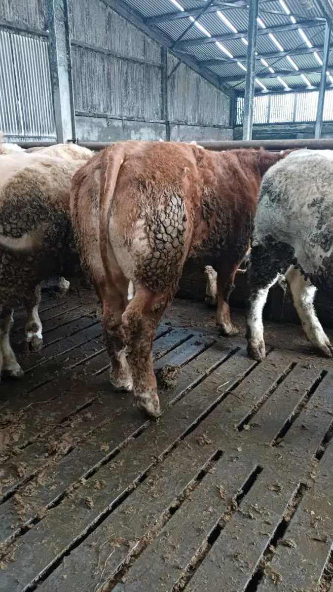 Store bullocks for ballinasloe mart - Image 2
