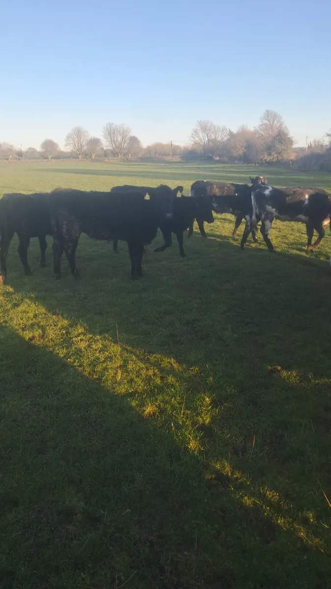 Weanling heifers - Image 1