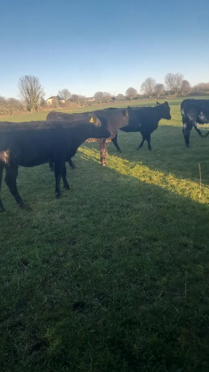 Weanling heifers - Image 2