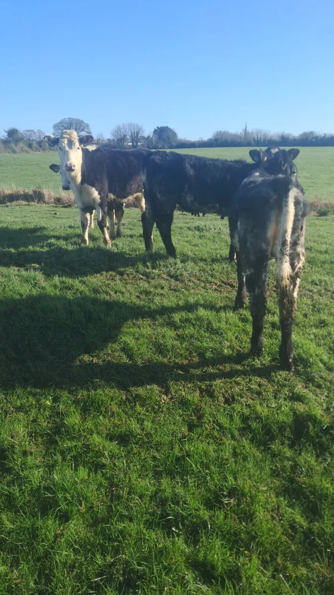 Weanling heifers - Image 4