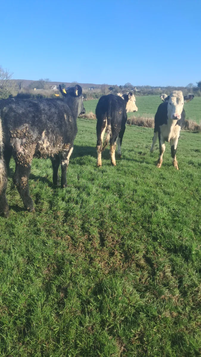 Weanling heifers - Image 3