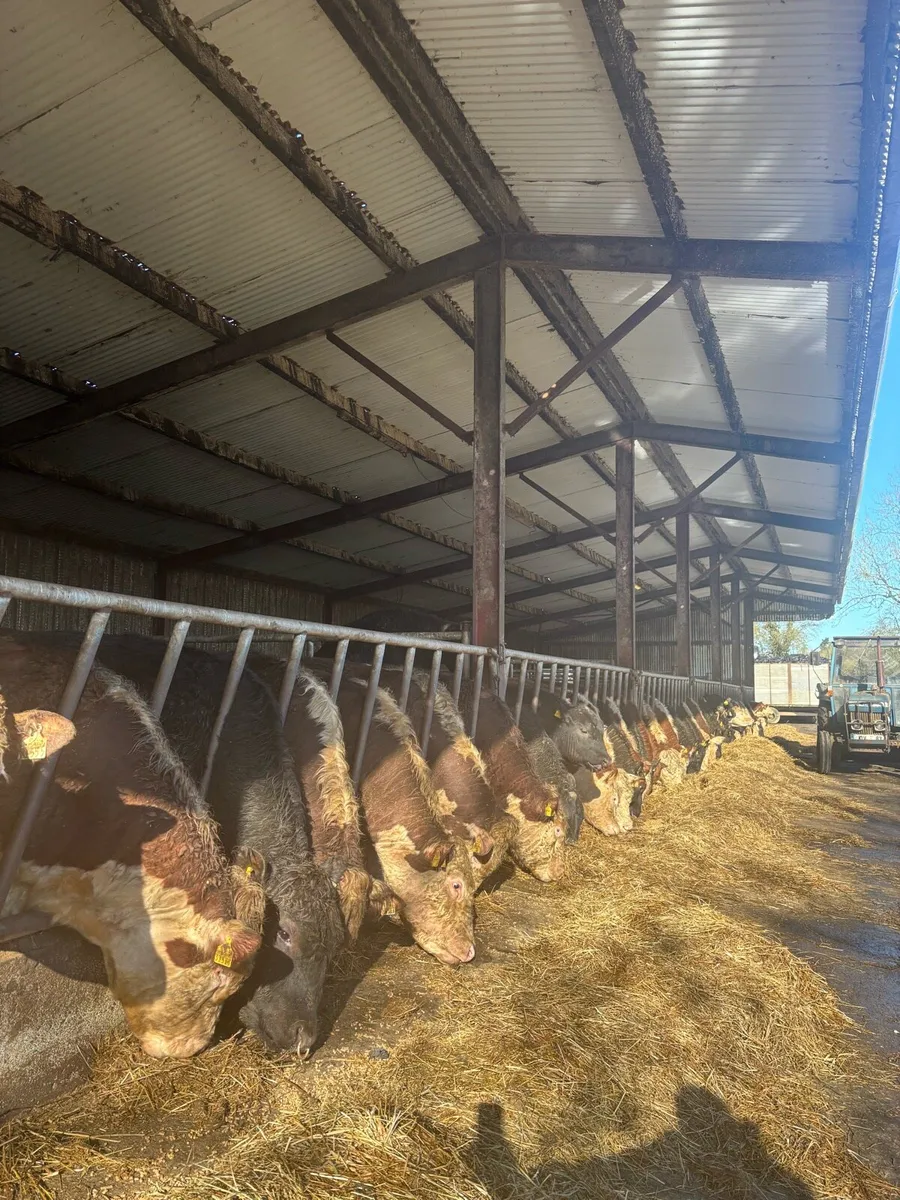 Pedigree bulls and heifers - Image 1