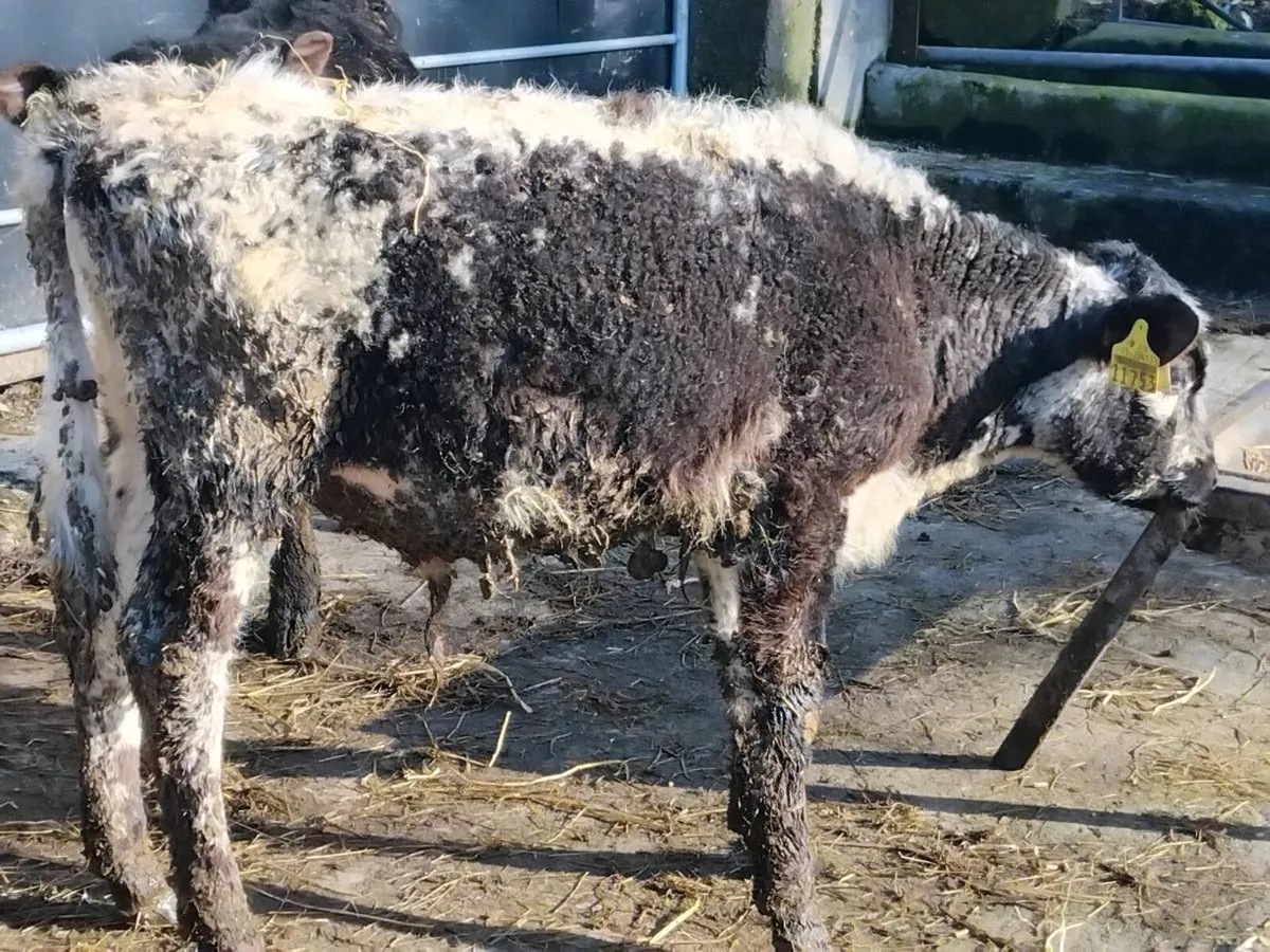 2 Bull Weanlings-€1250 - Image 3