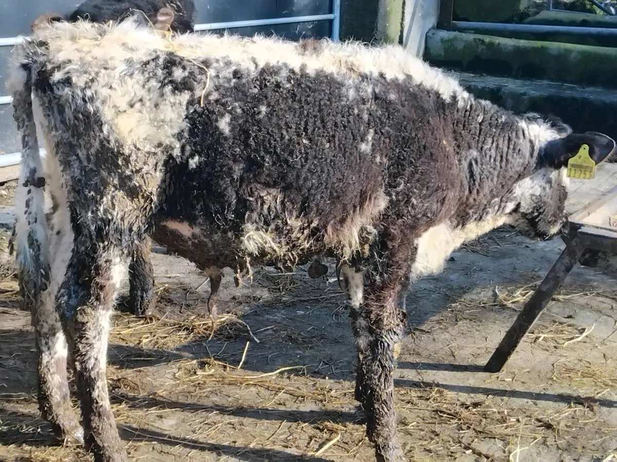 2 Bull Weanlings-€1250 - Image 4