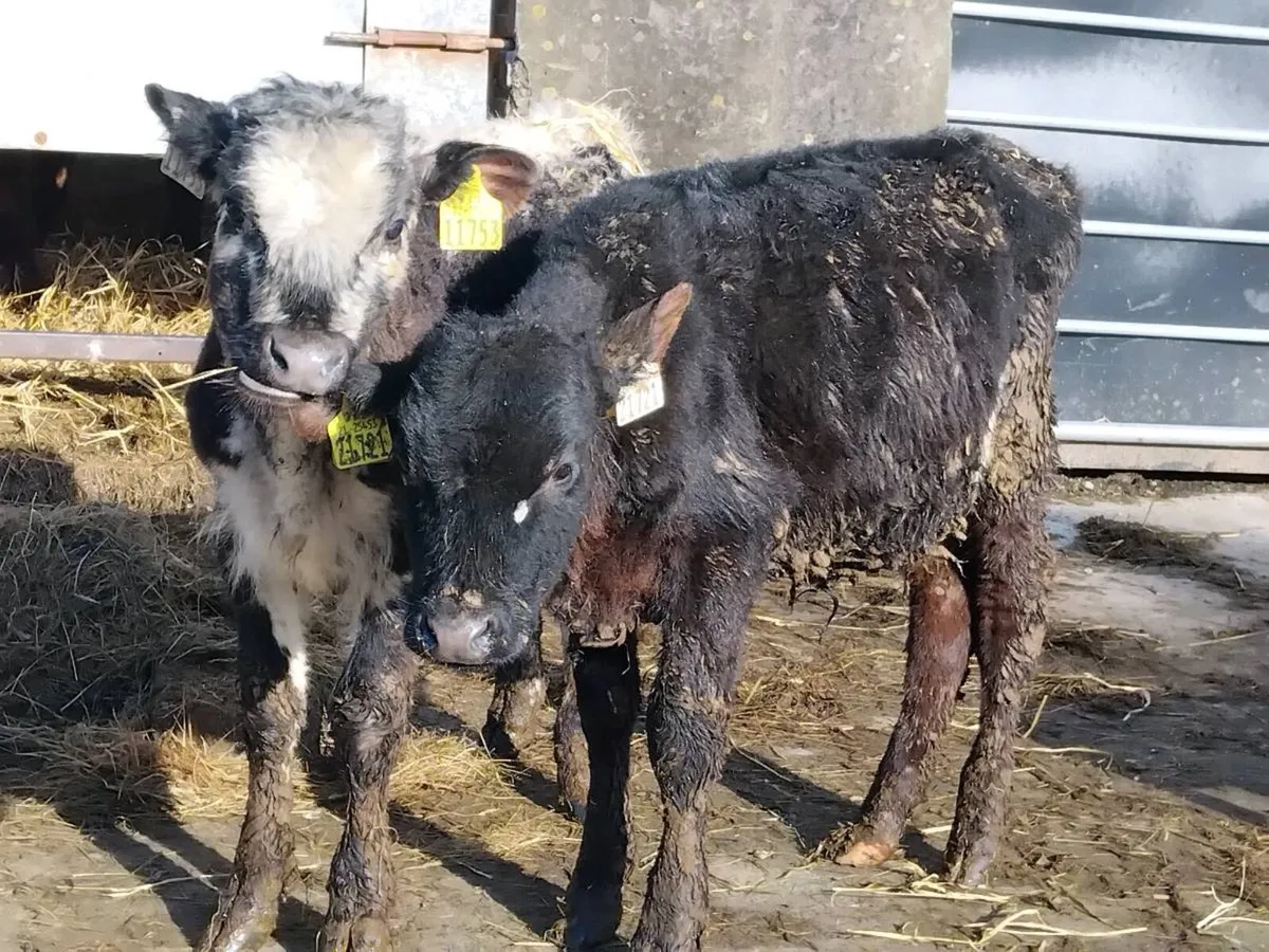 2 Bull Weanlings-€1250 - Image 2