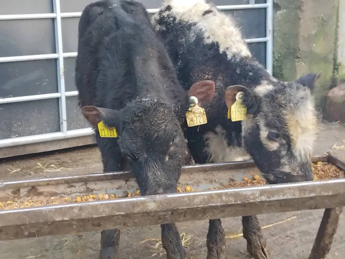 2 Bull Weanlings-€1250 - Image 1