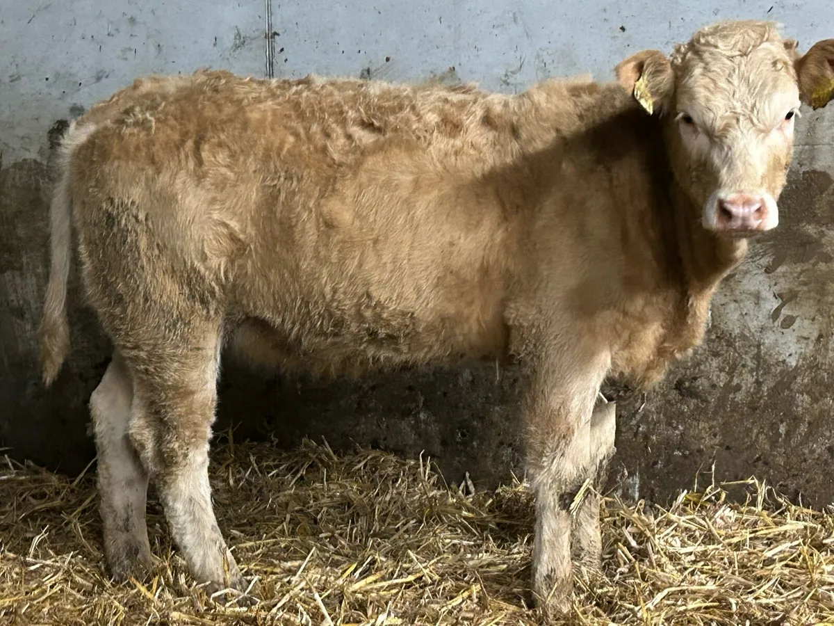 8 limousine heifers - Image 2