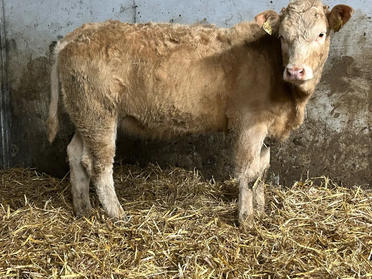 8 limousine heifers - Image 1