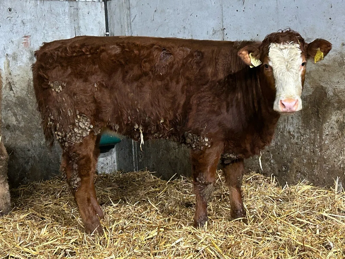8 limousine heifers - Image 3