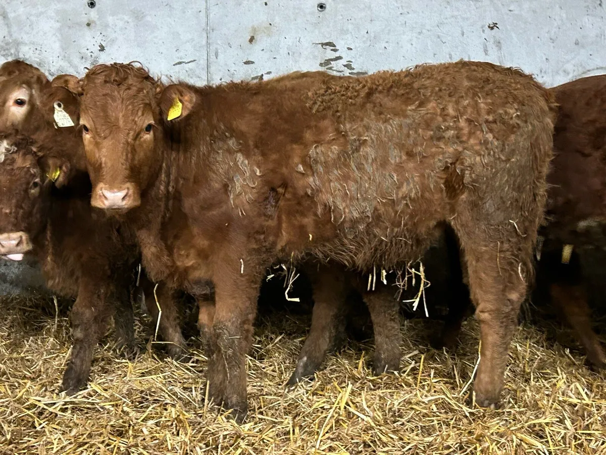 8 limousine heifers - Image 4