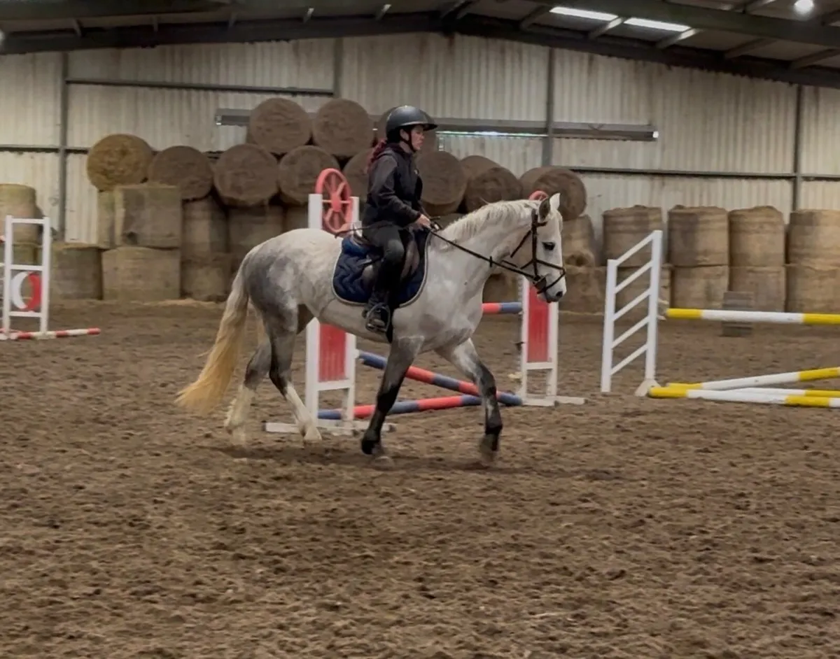 4yo 147cm mare - Image 3