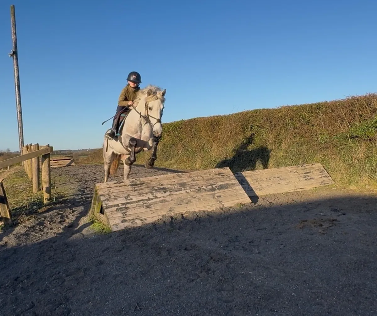 4yo 147cm mare - Image 1