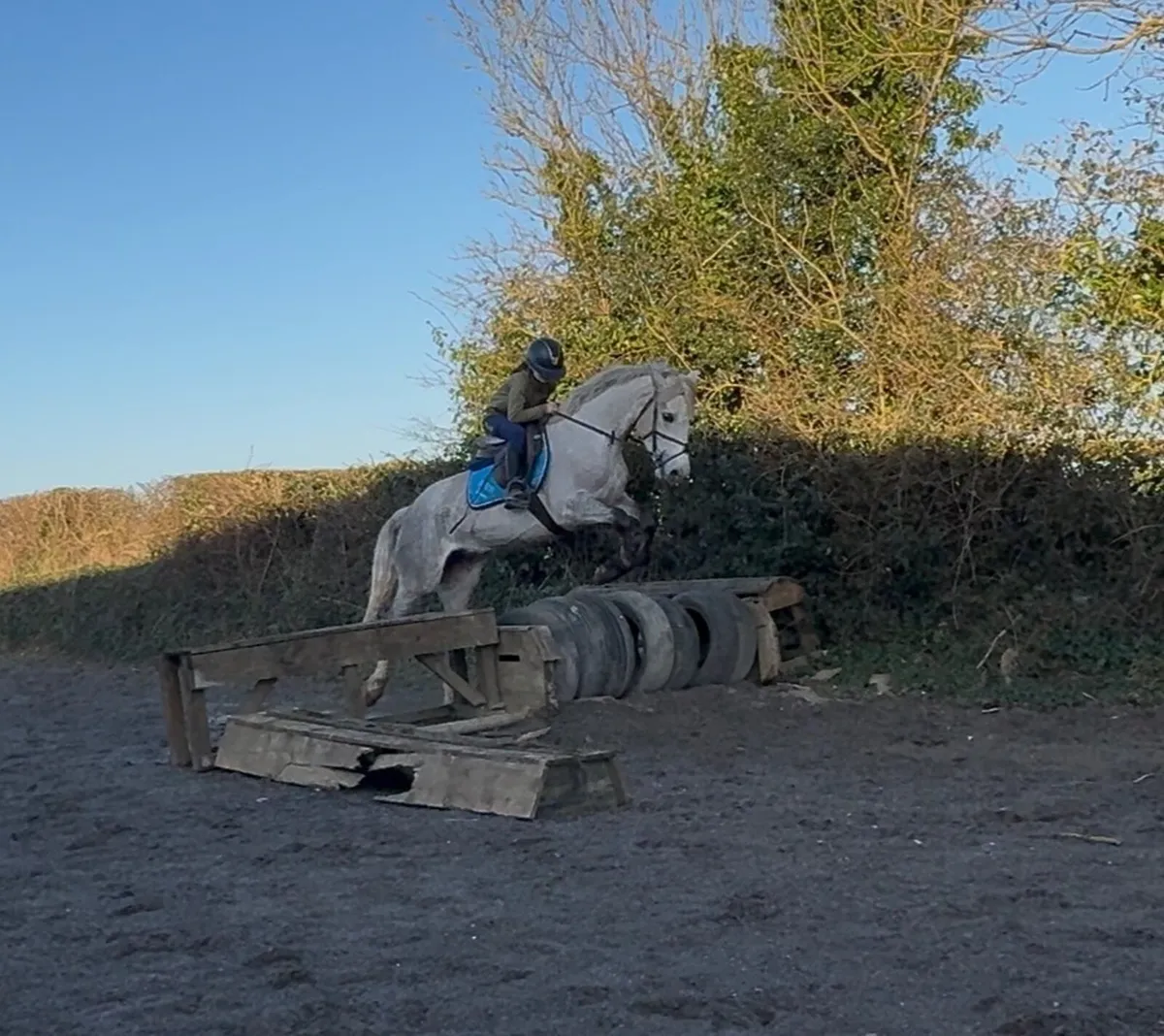 4yo 147cm mare - Image 2