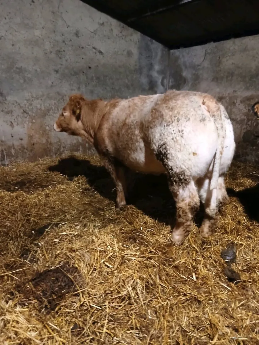 Roan Heifer - Image 1