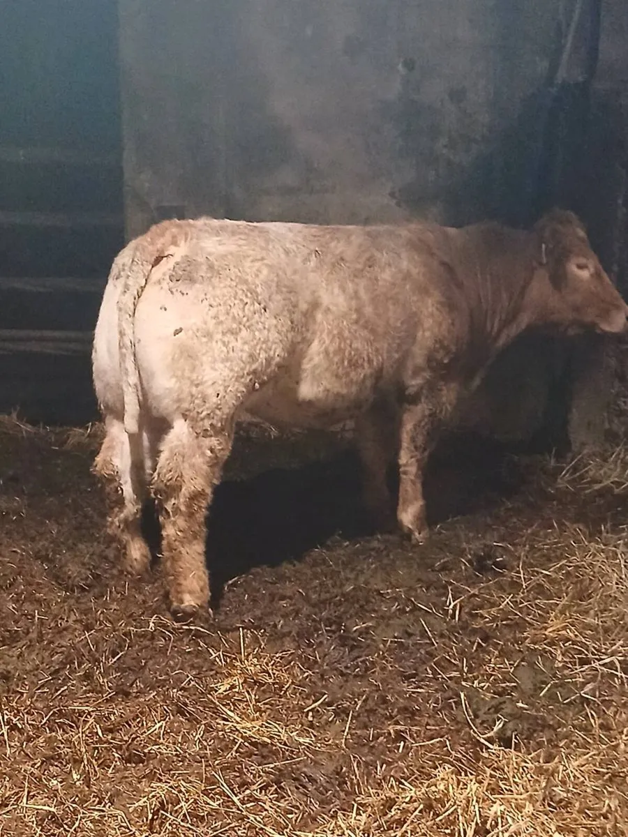 Roan Heifer - Image 2