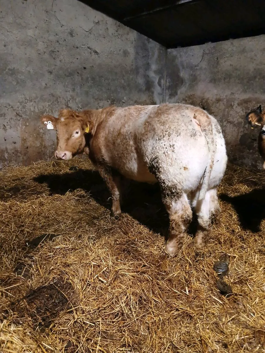 Roan Heifer - Image 3