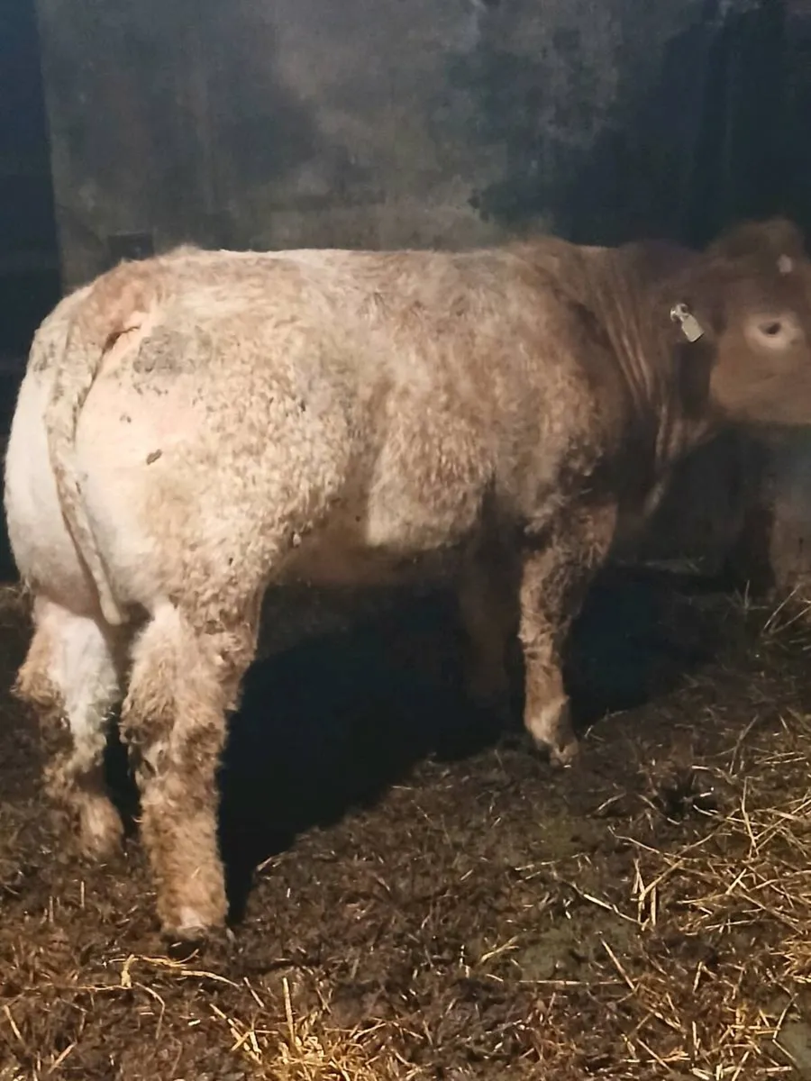 Roan Heifer - Image 4