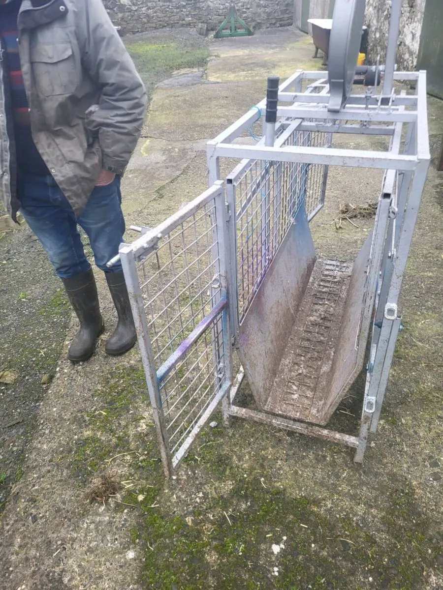 Lamb scales - Image 2