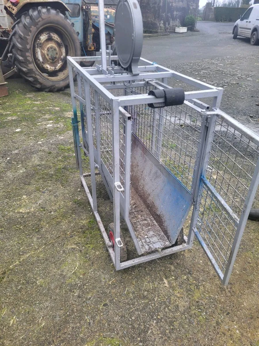 Lamb scales - Image 3