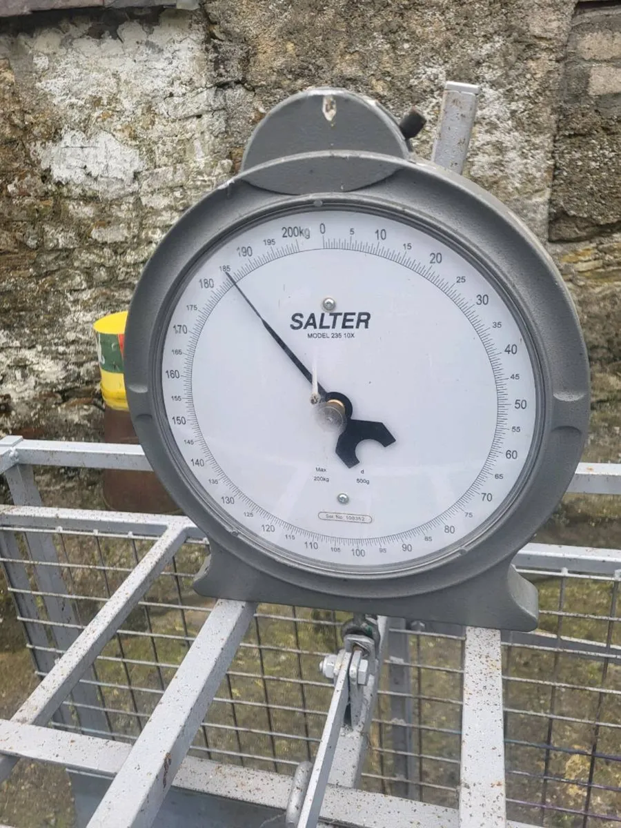 Lamb scales - Image 4