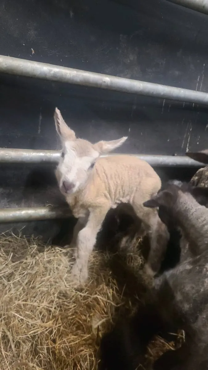 Foster lambs - Image 1