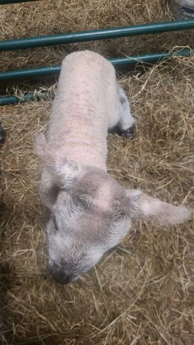 Foster lambs - Image 2