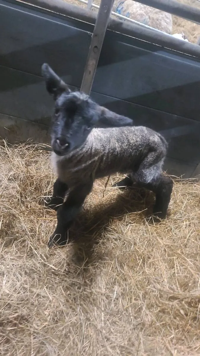 Foster lambs - Image 3