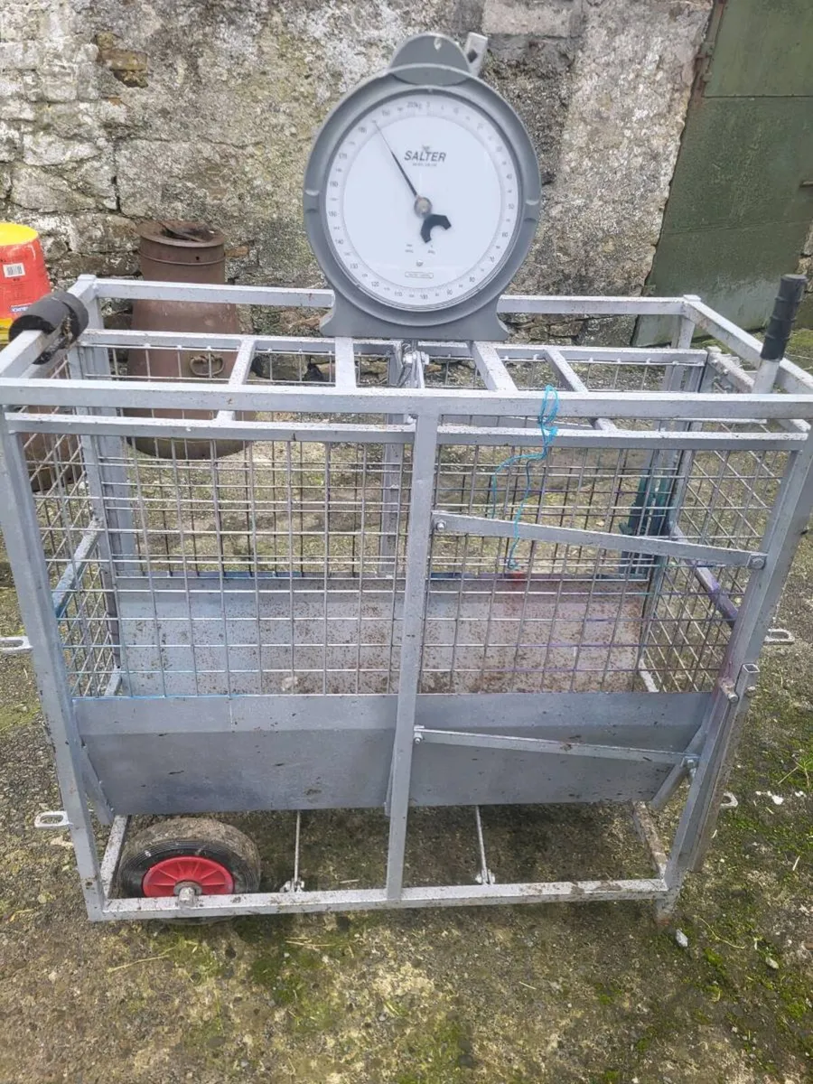 Lamb scales - Image 1