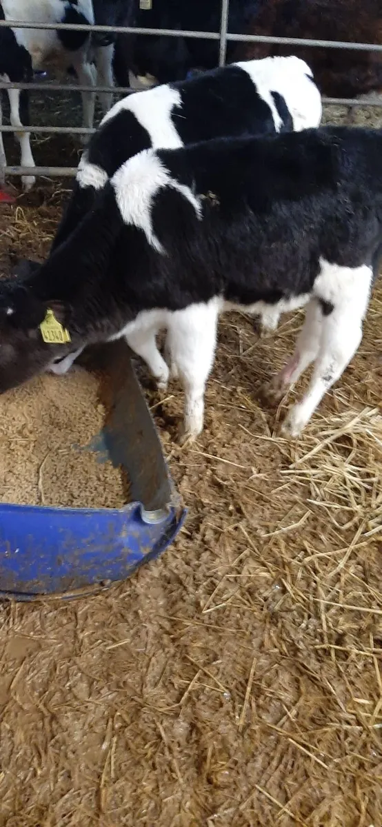 Strong fr bull calves - Image 1
