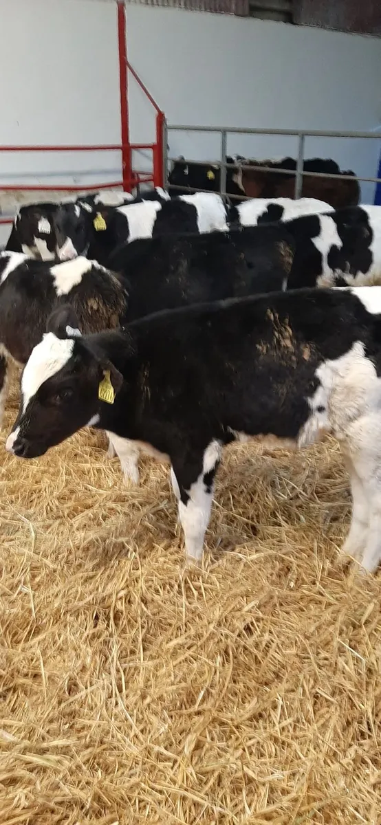 Strong fr bull calves - Image 2