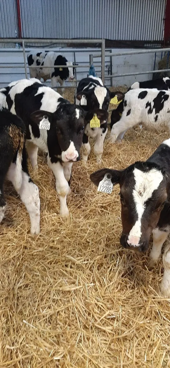 Strong fr bull calves - Image 3