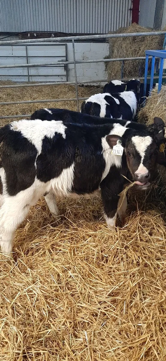 Strong fr bull calves - Image 4