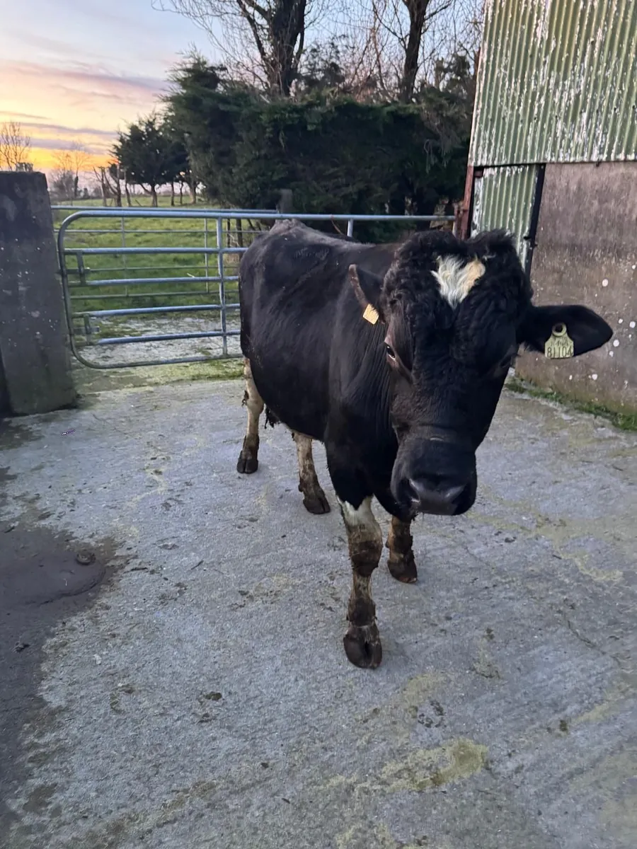 Teaser Bull - Image 3