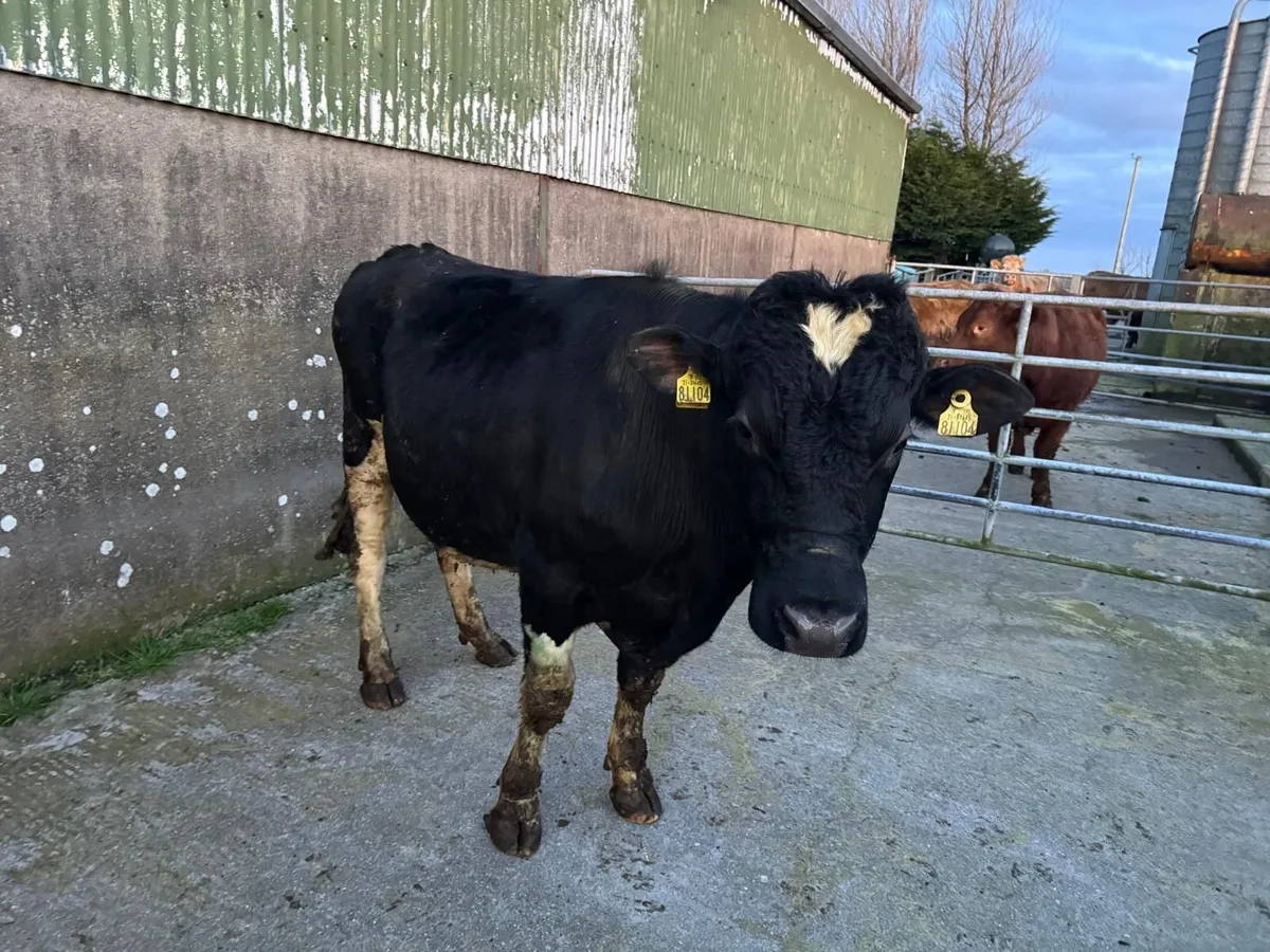 Teaser Bull - Image 1