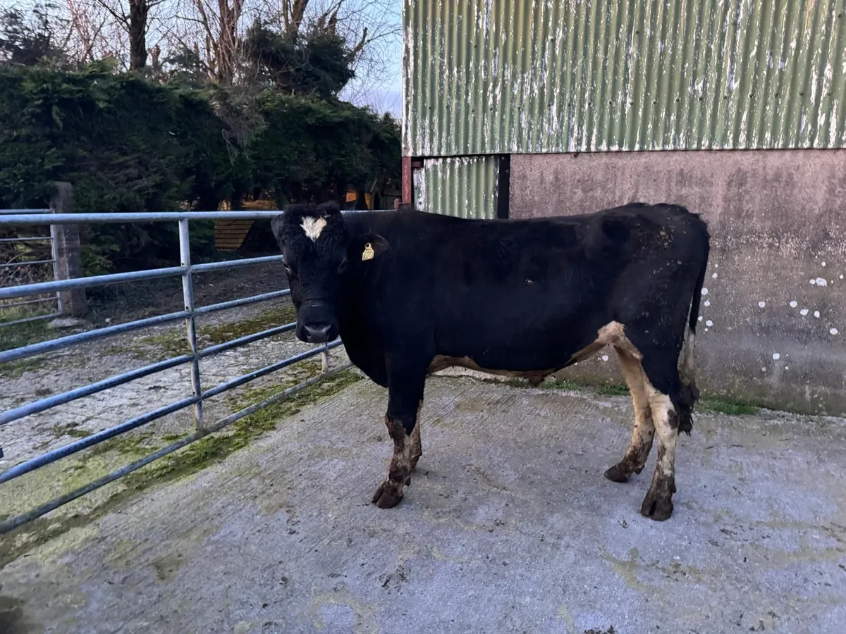 Teaser Bull - Image 2