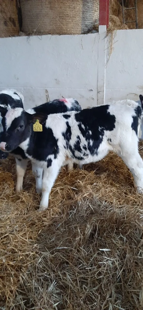 Strong BB heifirs - Image 1