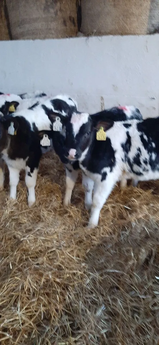 Strong BB heifirs - Image 4