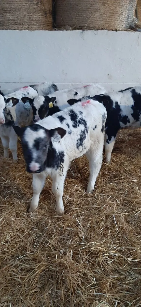 Strong BB heifirs - Image 3