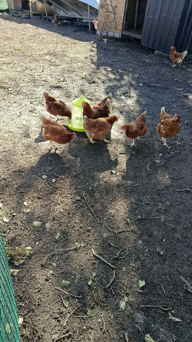 Poultry chicken - Image 2