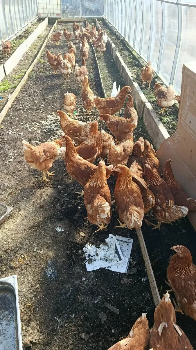 Poultry chicken - Image 4